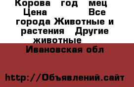 Корова 1 год 4 мец › Цена ­ 27 000 - Все города Животные и растения » Другие животные   . Ивановская обл.
